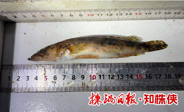湘江株洲段现在有多少种鱼？(图5)