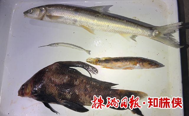 湘江株洲段现在有多少种鱼？(图4)