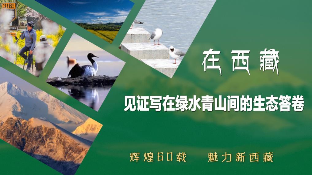 辉煌60载 魅力新西藏｜在西藏见证写在绿水青山间的生态答卷(图12)