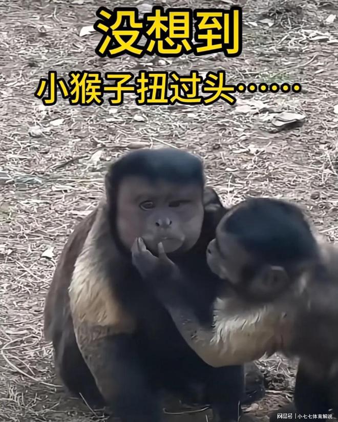 黑帽悬猴“大壮”意外走红合肥动物园迎来流量热潮！(图2)