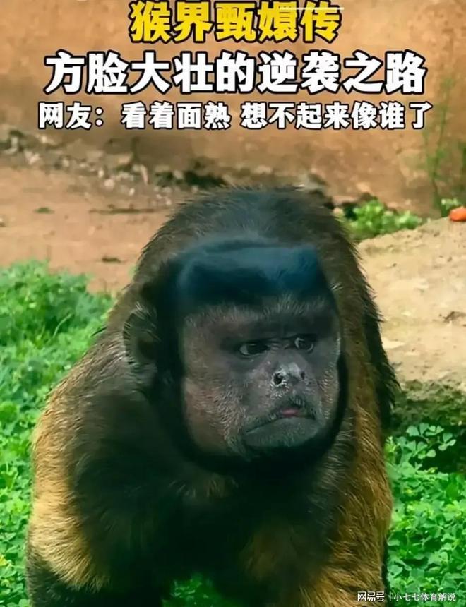 黑帽悬猴“大壮”意外走红合肥动物园迎来流量热潮！(图3)
