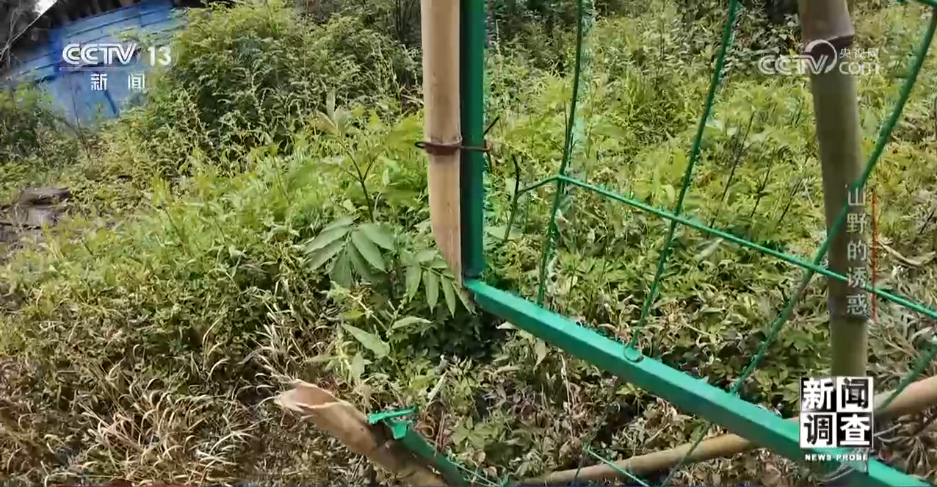 新闻调查丨户外探险事故频发如何规范管理“越界”行为？(图2)