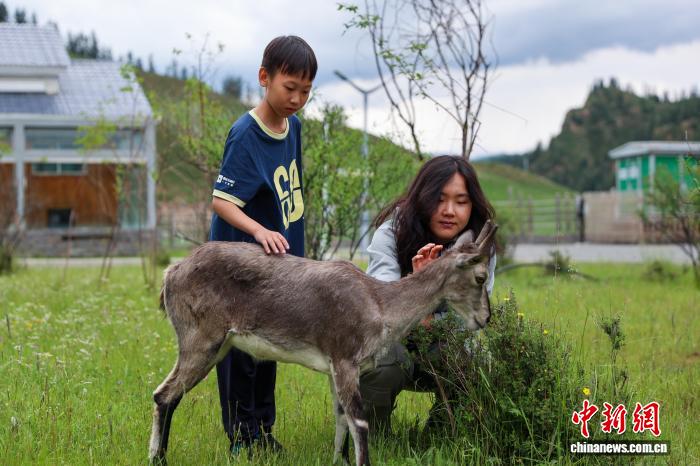 活力中国调研行｜祁连山野生动物救助站：近距离守护高原生态链(图3)