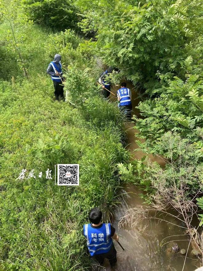 “长江三剑客”之一的极危物种又在孝感出现啦(图1)