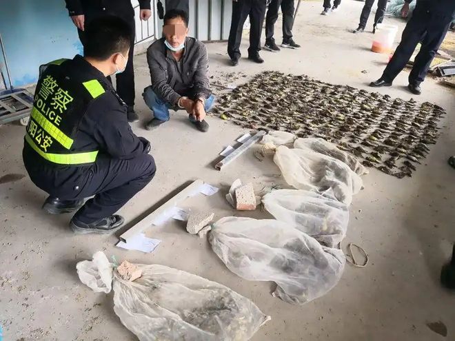 17人猎杀买卖1938只“极危动物”禾花雀获刑：仅5元一只收购催肥后20多元卖出；专家：其濒危程度不亚于大熊猫(图1)