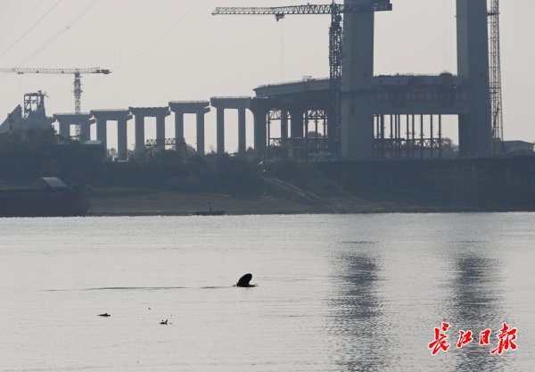 “钢铁巨龙”合龙江豚、候鸟安然(图3)