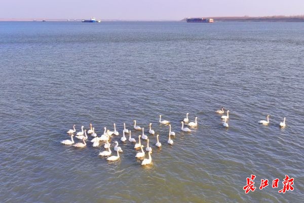 “钢铁巨龙”合龙江豚、候鸟安然(图8)