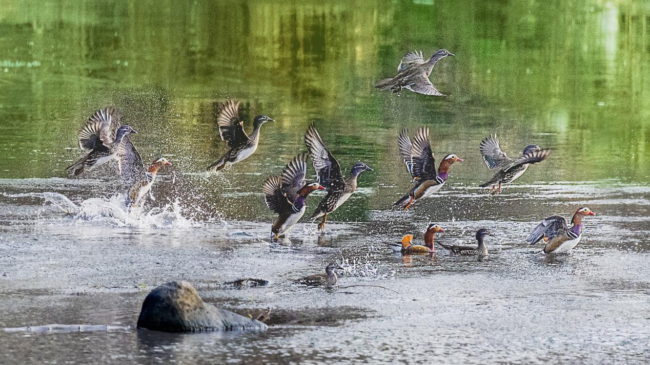 长江流域珍稀水生物种保护取得新进展(图1)