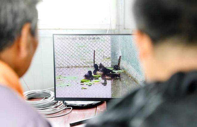 河北衡水湖已建立极危物种青头潜鸭稳定自然繁育种群(图5)
