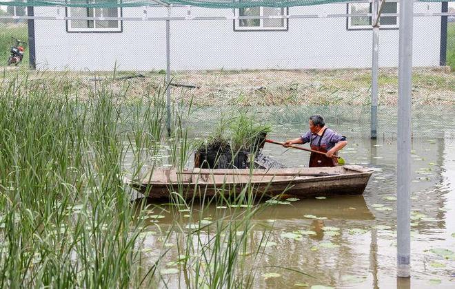 河北衡水湖已建立极危物种青头潜鸭稳定自然繁育种群(图3)