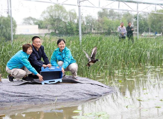 河北衡水湖已建立极危物种青头潜鸭稳定自然繁育种群(图4)