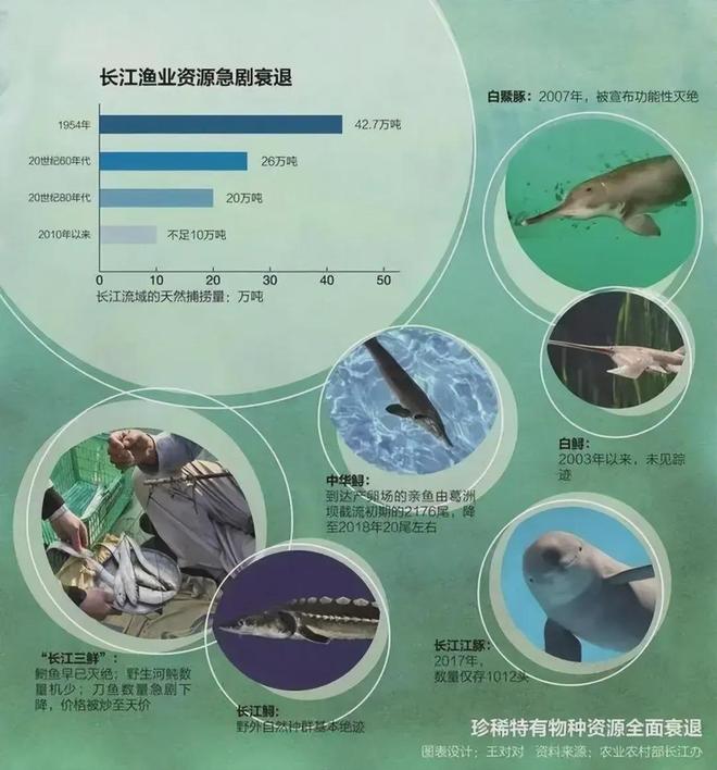 5年巨变：长江80斤大鱼都能看到十年禁渔成效显著能开放吗？(图2)