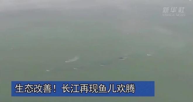 5年巨变：长江80斤大鱼都能看到十年禁渔成效显著能开放吗？(图6)