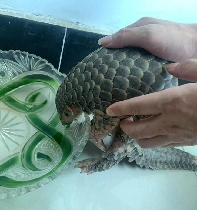 中华穿山甲遇险获救“回归山林”(图1)