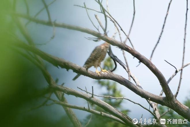 苍鹰！青岛市发现鸟类繁殖新记录物种(图2)