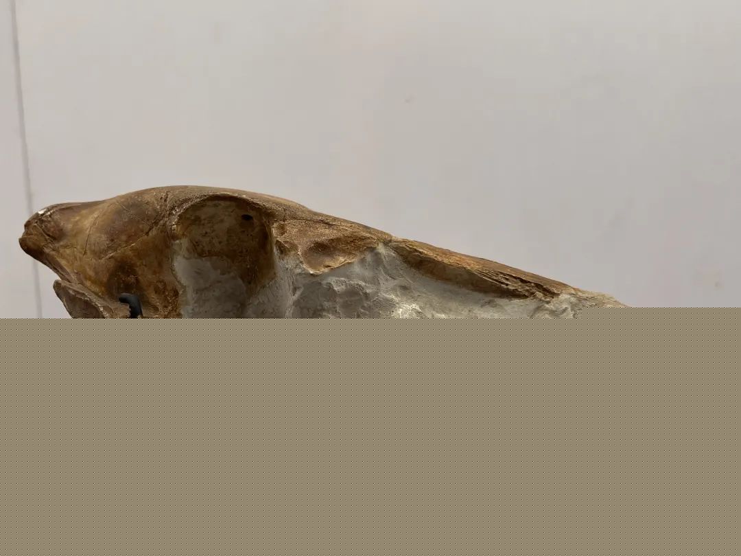 长江流域水生生物资源恢复态势总体向好（美丽中国）(图1)
