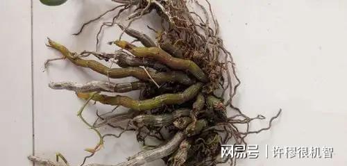 重庆老板投资1亿人工繁殖珍稀动物(图6)