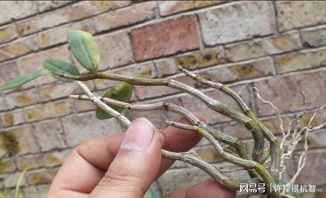 重庆老板投资1亿人工繁殖珍稀动物(图8)