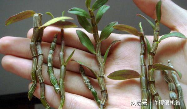 重庆老板投资1亿人工繁殖珍稀动物(图15)