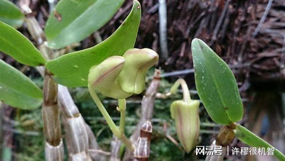 重庆老板投资1亿人工繁殖珍稀动物(图23)