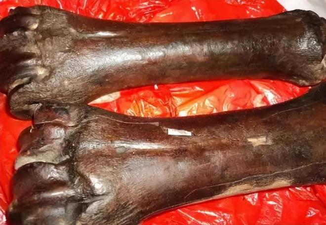 国内仅70只左右2003年黑龙江村民套到一只将其饿死后又吃掉(图7)