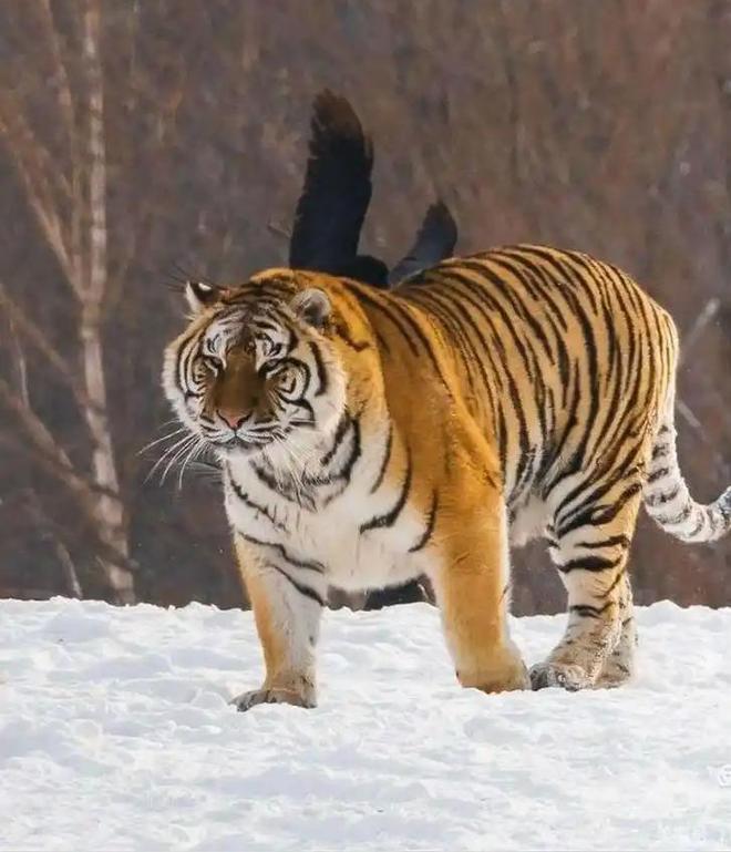 国内仅70只左右2003年黑龙江村民套到一只将其饿死后又吃掉(图5)