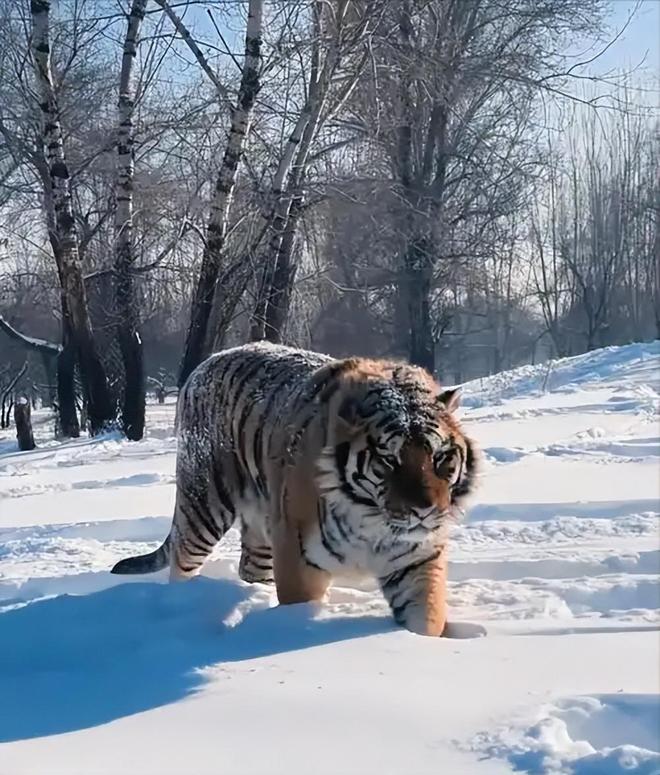 国内仅70只左右2003年黑龙江村民套到一只将其饿死后又吃掉(图3)