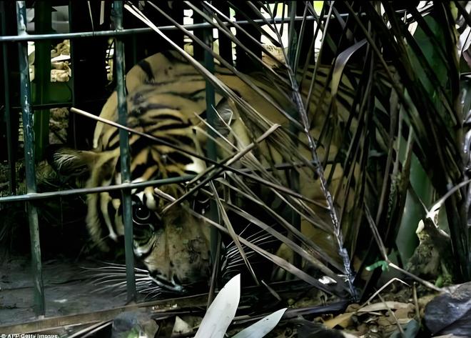 国内仅70只左右2003年黑龙江村民套到一只将其饿死后又吃掉(图4)