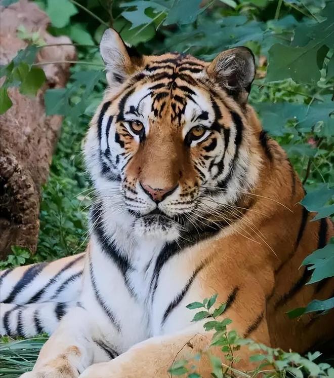 国内仅70只左右2003年黑龙江村民套到一只将其饿死后又吃掉(图8)