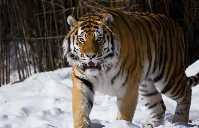 国内仅70只左右2003年黑龙江村民套到一只将其饿死后又吃掉(图9)