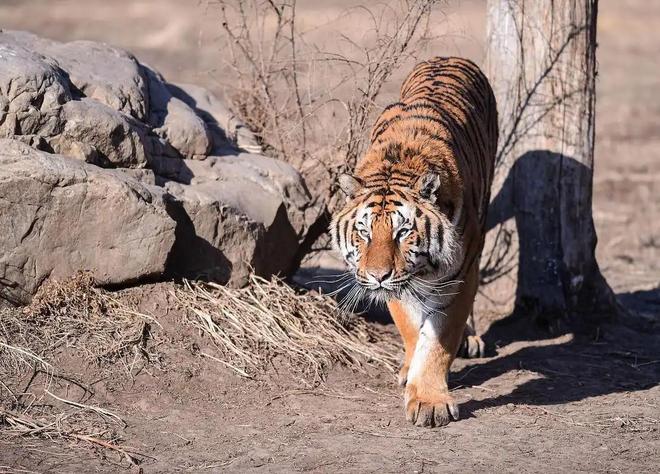 国内仅70只左右2003年黑龙江村民套到一只将其饿死后又吃掉(图10)