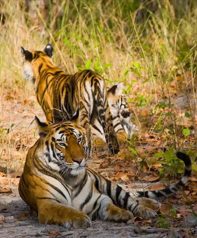 国内仅70只左右2003年黑龙江村民套到一只将其饿死后又吃掉(图11)