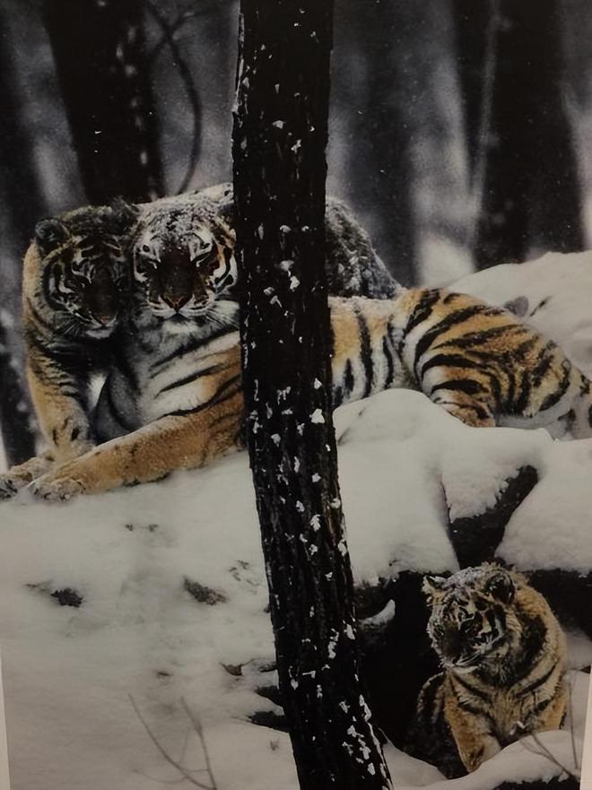 国内仅70只左右2003年黑龙江村民套到一只将其饿死后又吃掉(图13)