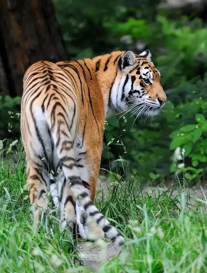 国内仅70只左右2003年黑龙江村民套到一只将其饿死后又吃掉(图14)