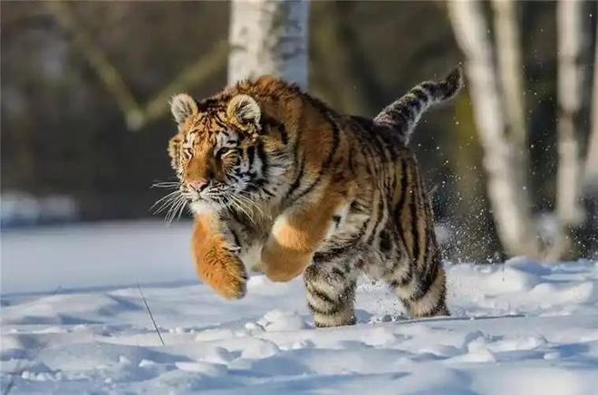 国内仅70只左右2003年黑龙江村民套到一只将其饿死后又吃掉(图15)