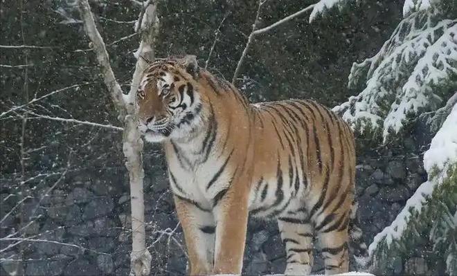 国内仅70只左右2003年黑龙江村民套到一只将其饿死后又吃掉(图16)