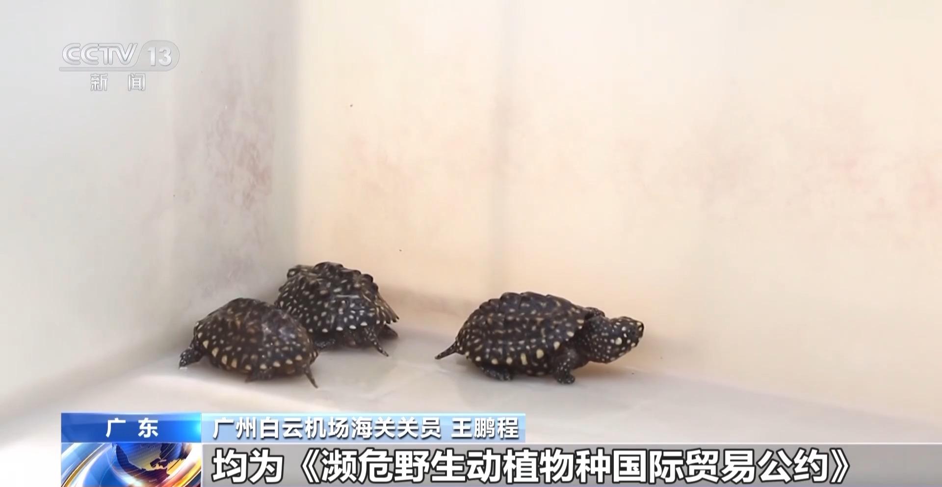 行李内藏乌龟、鳄鱼 海关查获多只濒危活体动物(图1)