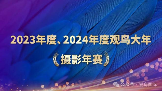 2023、2024观鸟大年观鸟摄影年赛获奖作品欣赏！(图1)