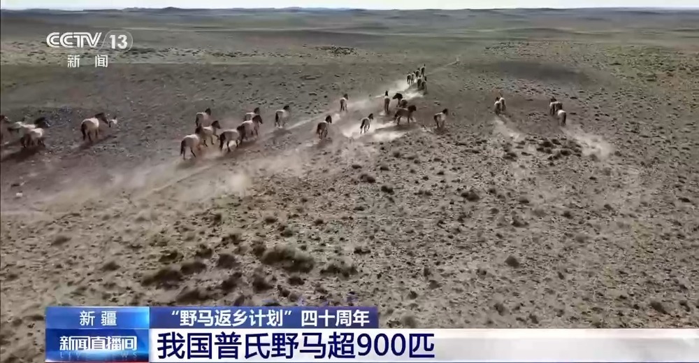 40年守护 我国普氏野马超900匹 占全球总量13(图1)