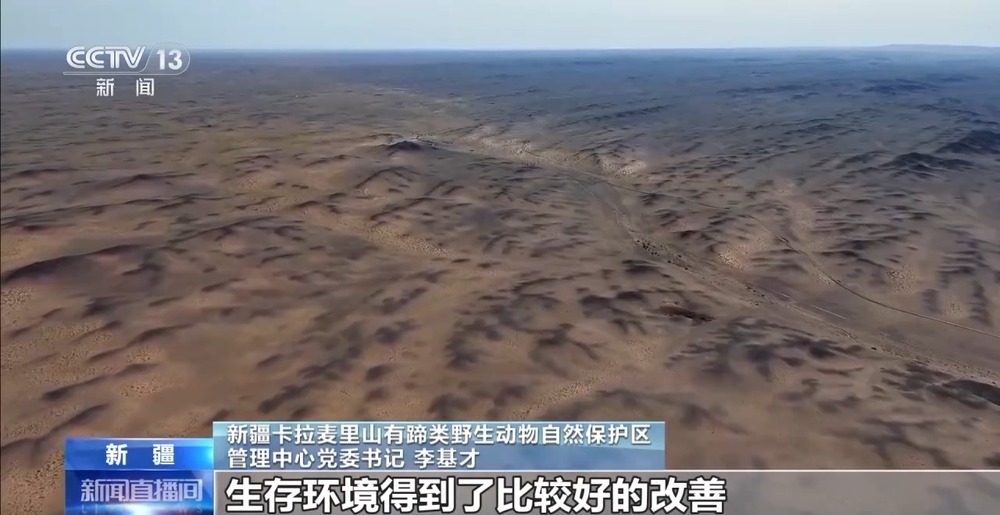 40年守护 我国普氏野马超900匹 占全球总量13(图2)