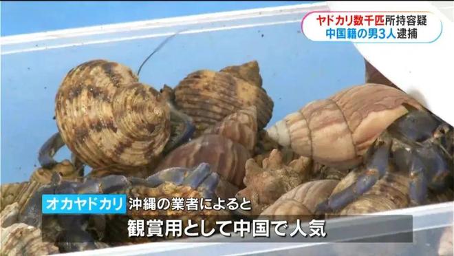 3名中国男游客在鹿儿岛偷抓上百公斤稀有品种寄居蟹被逮捕(图6)