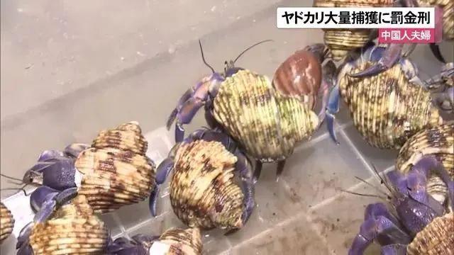 3名中国男游客在鹿儿岛偷抓上百公斤稀有品种寄居蟹被逮捕(图8)