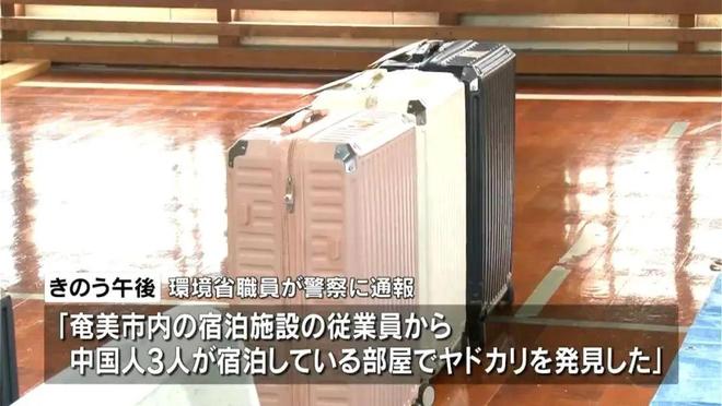 3名中国男游客在鹿儿岛偷抓上百公斤稀有品种寄居蟹被逮捕(图3)