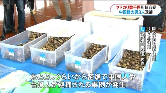 3名中国男游客在鹿儿岛偷抓上百公斤稀有品种寄居蟹被逮捕(图4)