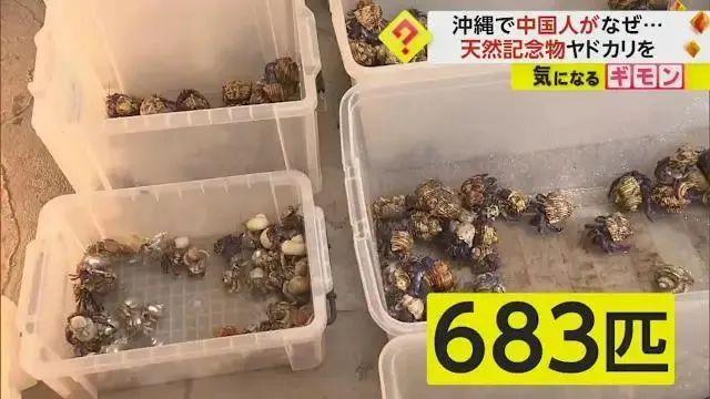 3名中国男游客在鹿儿岛偷抓上百公斤稀有品种寄居蟹被逮捕(图12)