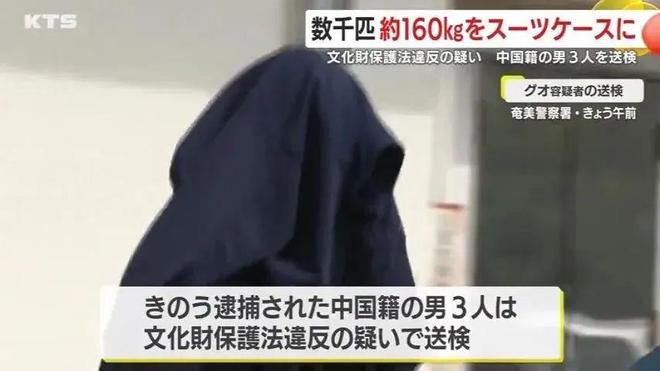 3名中国男游客在鹿儿岛偷抓上百公斤稀有品种寄居蟹被逮捕(图15)