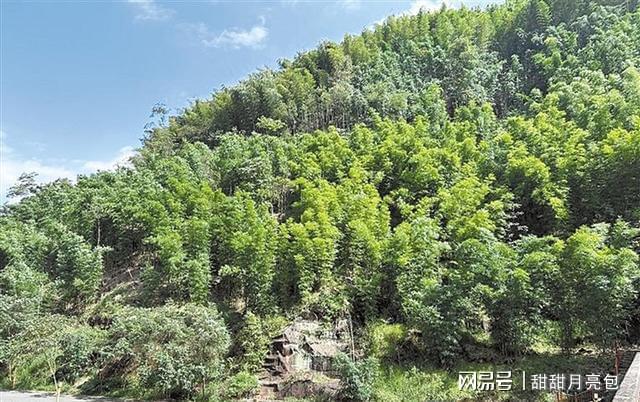 父子接力40年守护世界珍稀植物！这种黄花茶凭啥金贵？(图2)