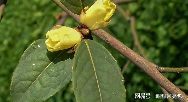 父子接力40年守护世界珍稀植物！这种黄花茶凭啥金贵？(图3)
