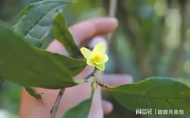 父子接力40年守护世界珍稀植物！这种黄花茶凭啥金贵？(图4)