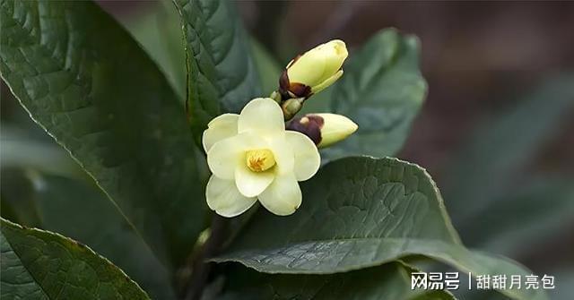 父子接力40年守护世界珍稀植物！这种黄花茶凭啥金贵？(图6)